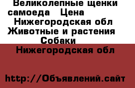 Великолепные щенки самоеда › Цена ­ 40 000 - Нижегородская обл. Животные и растения » Собаки   . Нижегородская обл.